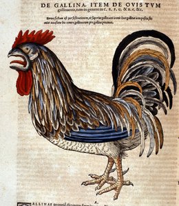 Kohout podle Historia Animalium od Conrada Gesnera, Tiguri 1560. Biblioteca Nazionale Braidense. Milán od Unknown artist