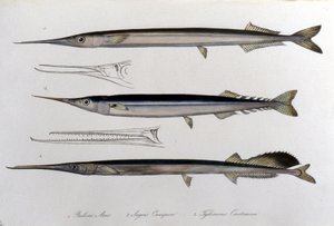 Mořská jehla. Přírodovědná deska. 19. století. od Unknown artist