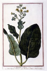 Rostlina tabáku (Nicotiana Minor). Botanická tabule z herbáře z 18. století. od Unknown artist