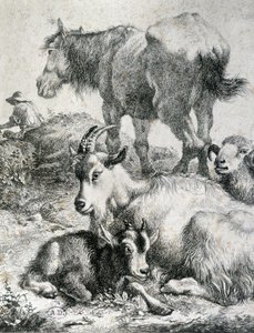 Tažený kůň, koza, koza a beran - rytina od Unknown artist