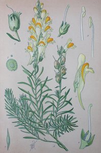 Ropucha pravá (Linaria), rostlinné druhy rodu, Ropucha obecná, Roucha obecná od Unknown artist
