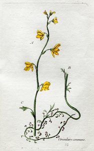 Uricular od Unknown artist