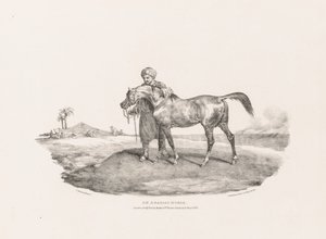 Různé předměty ze života a na kameni: Arabský kůň od Unknown artist