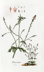Verbena od Unknown artist