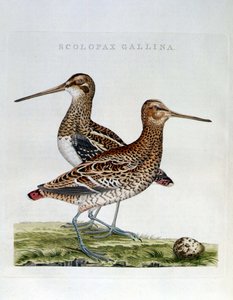 Slepci a vejce (scolopax gallina) - rytina od Unknown artist
