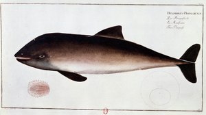 Zoologie: deska představující sviňuchu, vodního savce. Tisk z počátku 18. století B.N. Paříž od Unknown artist