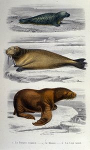 Zoologická tabulka zobrazující tuleně, mrože a lachtana. 19. století od Unknown artist
