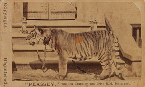 ‚Plassey‘, domácí tygr královských střelců Madras od Unknown photographer