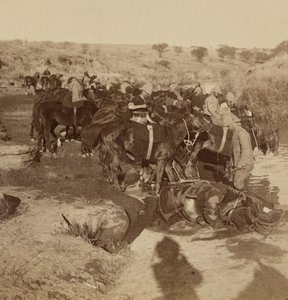 Napájení dělostřeleckých koní, Welgelegen, Jižní Afrika od Unknown photographer