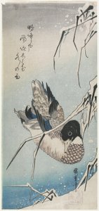 (Duck and Snowy Reeds), počátek 30. let 19. století