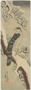 (Hawk on Pine Branch, Winter), počátek 19. století