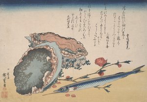 Abalone, Half Beak a Peach blossom