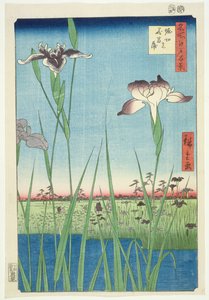 BM.Cat.440 Irises at Horikin, No.56 v sérii 