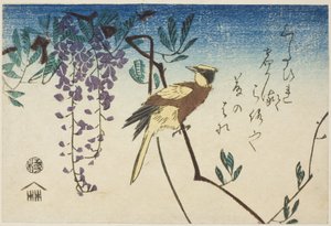 Žluva černohlavá a vistárie od Utagawa Hiroshige