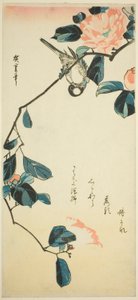 Hýl na větvi kamélie od Utagawa Hiroshige