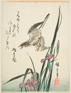 Kukačka letící nad irisem od Utagawa Hiroshige