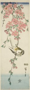 Sýkora koňadra a třešňové květy od Utagawa Hiroshige