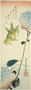 Zelení ptáci a hortenzie od Utagawa Hiroshige