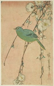 Japonská bělooká a smuteční třešeň od Utagawa Hiroshige