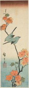 Japonští bělookí na javorové větvi od Utagawa Hiroshige