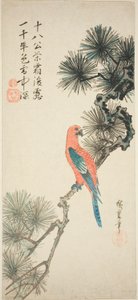 Ara na větvi borovice od Utagawa Hiroshige