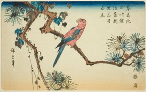 Ara na větvi borovice od Utagawa Hiroshige