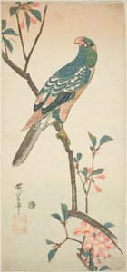 Papoušek na kvetoucí větvi od Utagawa Hiroshige