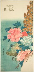 Páv a pivoňky od Utagawa Hiroshige