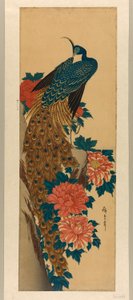 Páv a pivoňky od Utagawa Hiroshige