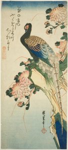 Bažant a chryzantémy od Utagawa Hiroshige