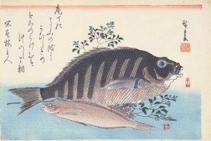 Shimadai a Ainame, ze série 