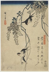 Swallows Flying through Wisteria Vines, 1837-44 (barevný dřevořez)