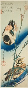 Dvě kachny plavající mezi rákosím od Utagawa Hiroshige