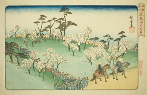 Prohlížení třešňových květů na kopci Asuka (Asukayama hanami), ze série "Slavná místa v Edo (Koto meisho)" od Utagawa Hiroshige