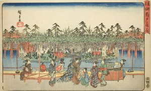 Wisteria v Kameido (Kameido Tenjin fuji hana), ze série „Slavná místa ve východním hlavním městě (Toto meisho)“ od Utagawa Hiroshige