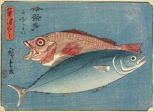 Yellowtail and Rockfish, 1830-1844