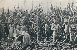 Plantáž cukrové třtiny, 1916