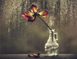 Zvadlý tulipán v deštivém okně od Valeriya Tikhonova