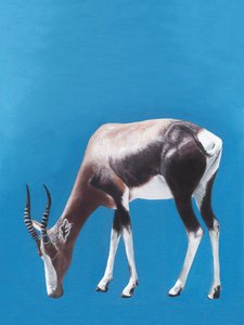 Africký blesbok při pastvě