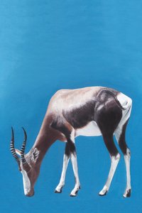 Blesbok pasoucí se na modrém pozadí