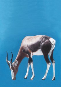 Pasoucí se antilopa blesbok