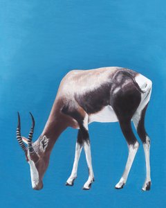 Pasoucí se antilopa bontebok