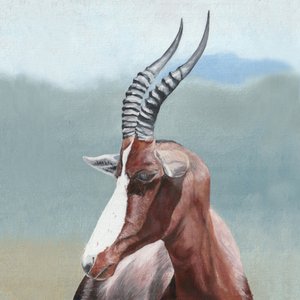 Portrét majestátního blesboka