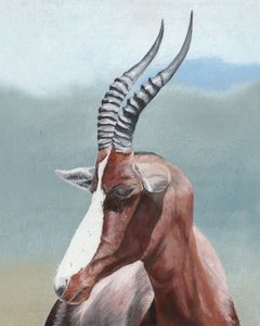 Profil majestátního blesboka