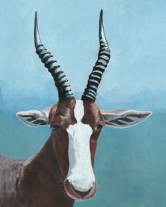 Pohled namalovaného blesboka