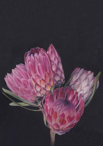 Protea Medley od Viccy Wanlissové