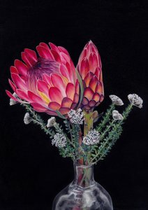 Protea a Blombos – Viccy Wanliss od Viccy Wanliss