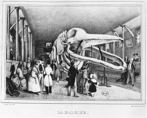 Velryba v Přírodovědném muzeu v Paříži, cca 1840 od Victor Adam