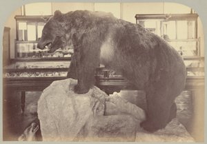 Pl. X. Medvěd grizzly