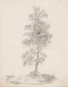Birch od Victoria Åberg